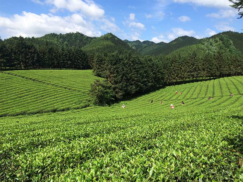 永州示範基地