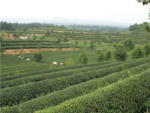 長(cháng)沙金井示範基地