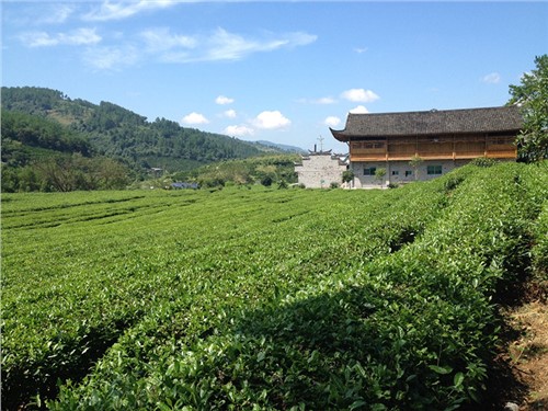 張家界示範基地