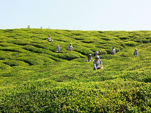 湘益種(zhǒng)植基地